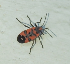 Lygaeus equestris