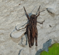 Chorthippus macrocerus