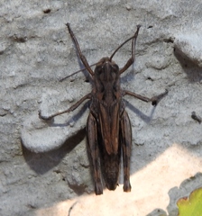 Chorthippus macrocerus