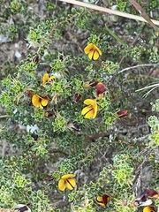 Pultenaea densifolia