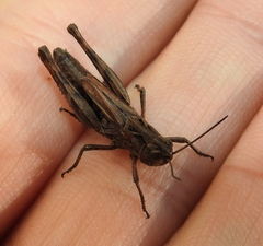 Chorthippus macrocerus