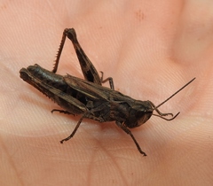 Chorthippus macrocerus