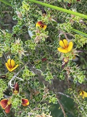 Pultenaea densifolia