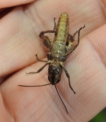 Chorthippus macrocerus