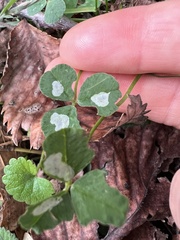 Porphyrosela minuta