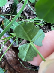 Porphyrosela minuta