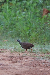 Crypturellus parvirostris