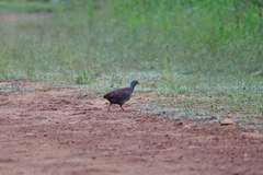 Crypturellus parvirostris