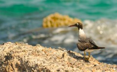 Ichthyaetus leucophthalmus