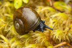 Macrocyclis peruvianus