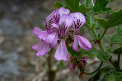 Pelargonium