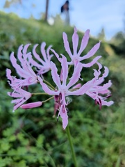 Nerine