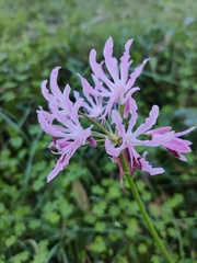 Nerine