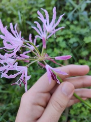 Nerine