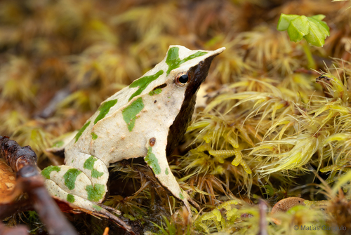 Darwin's Frog
