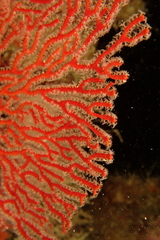 Leptogorgia chilensis