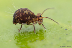 Dicyrtomidae