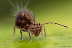 Dicyrtomidae