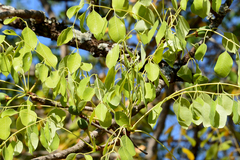 Sclerocarya birrea caffra