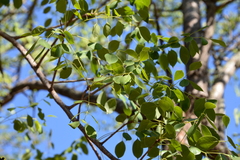 Sclerocarya birrea caffra