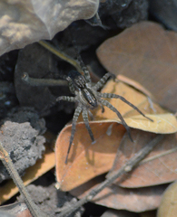 Pardosa pseudoannulata