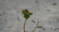 Trithemis pallidinervis