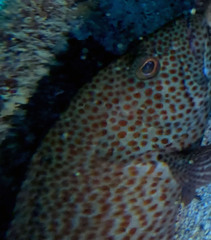 Cephalopholis cruentata