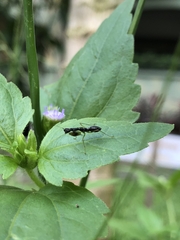 Odontomantis planiceps