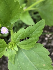 Odontomantis planiceps