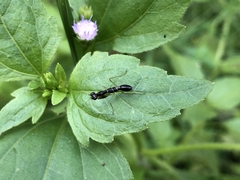 Odontomantis planiceps