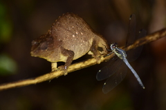 Rhampholeon platyceps