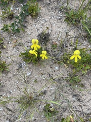 Goodenia arguta