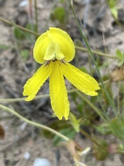 Goodenia arguta