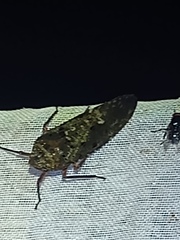 Enchophora pallidipunctata