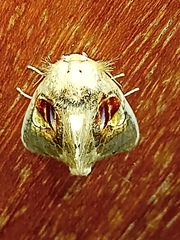 Arrhenophanes perspicilla