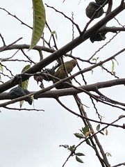 Dryobates passerinus