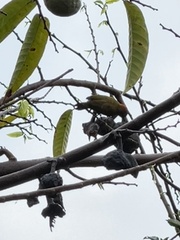 Dryobates passerinus