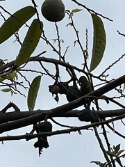 Dryobates passerinus