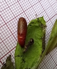 Spodoptera cilium