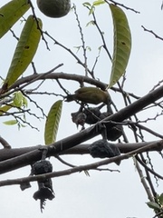 Dryobates passerinus