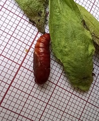 Spodoptera cilium