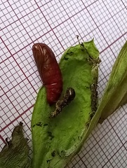 Spodoptera cilium