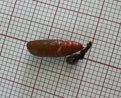 Spodoptera cilium