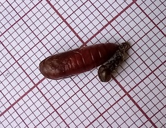Spodoptera cilium