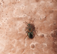 Arocatus melanocephalus
