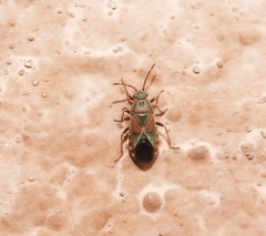 Arocatus melanocephalus