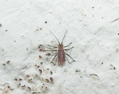 Euceraphis