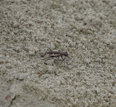 Hypaetha biramosa