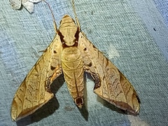 Protambulyx strigilis