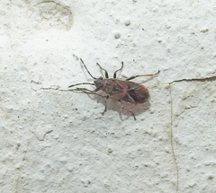 Arocatus melanocephalus